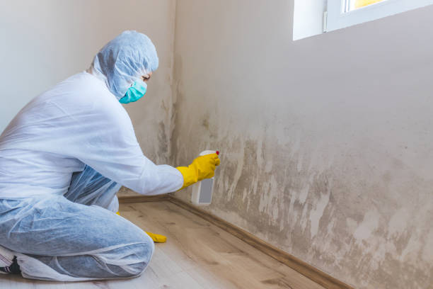 Licensed Mold Remediation service in Warren, IL - WQB Mold Removal